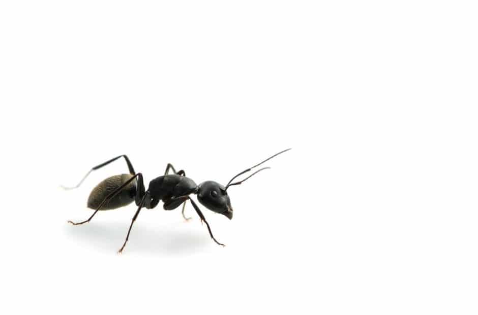 Comment gérer les fourmis, millipèdes et autres insectes?